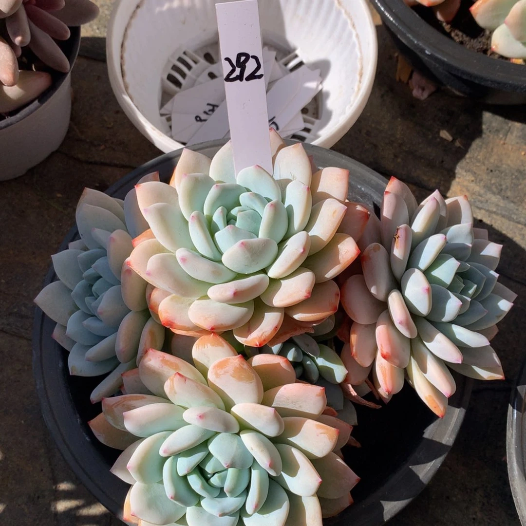 了没吃昂2727272727277272