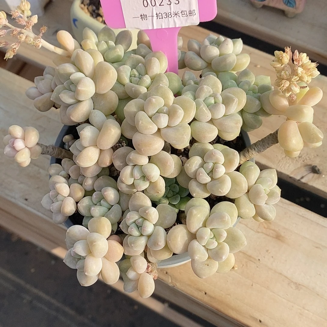 233投诉T恤我小雨