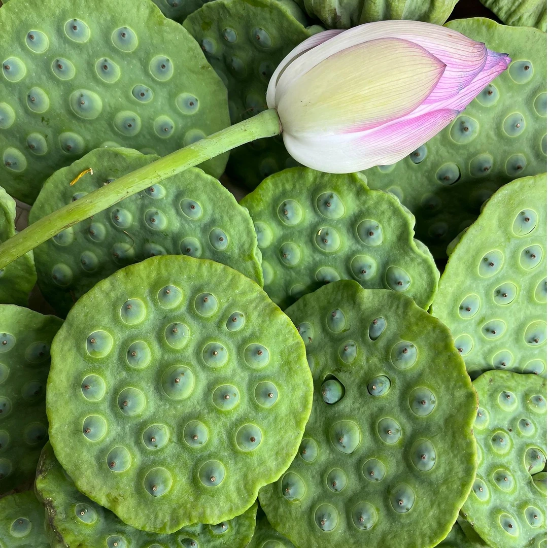 顺丰包邮江西新鲜莲蓬莲子手工现摘农家绿色生态种植水果白莲