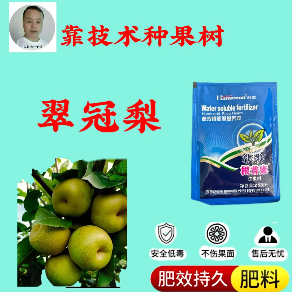 翠冠，落叶12月份发，增产肥料