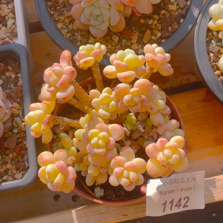 华****金谢谢你的支持000000001142