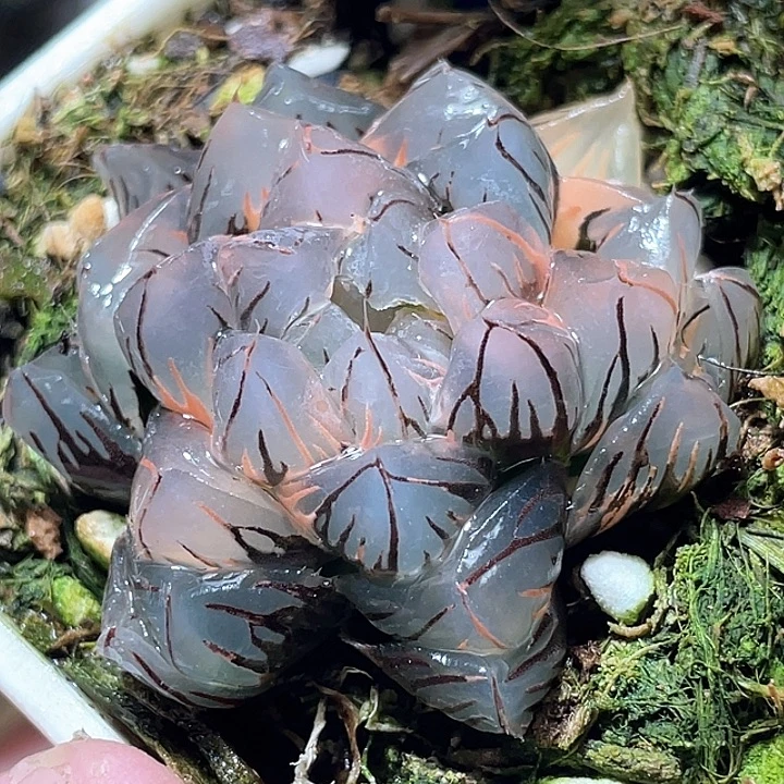 573水中月亚成完美锦