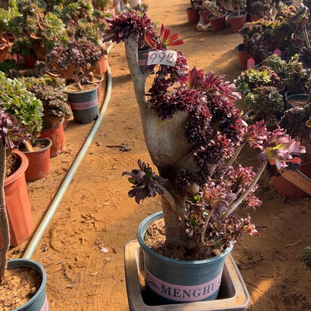 有伤黑缀995一颗