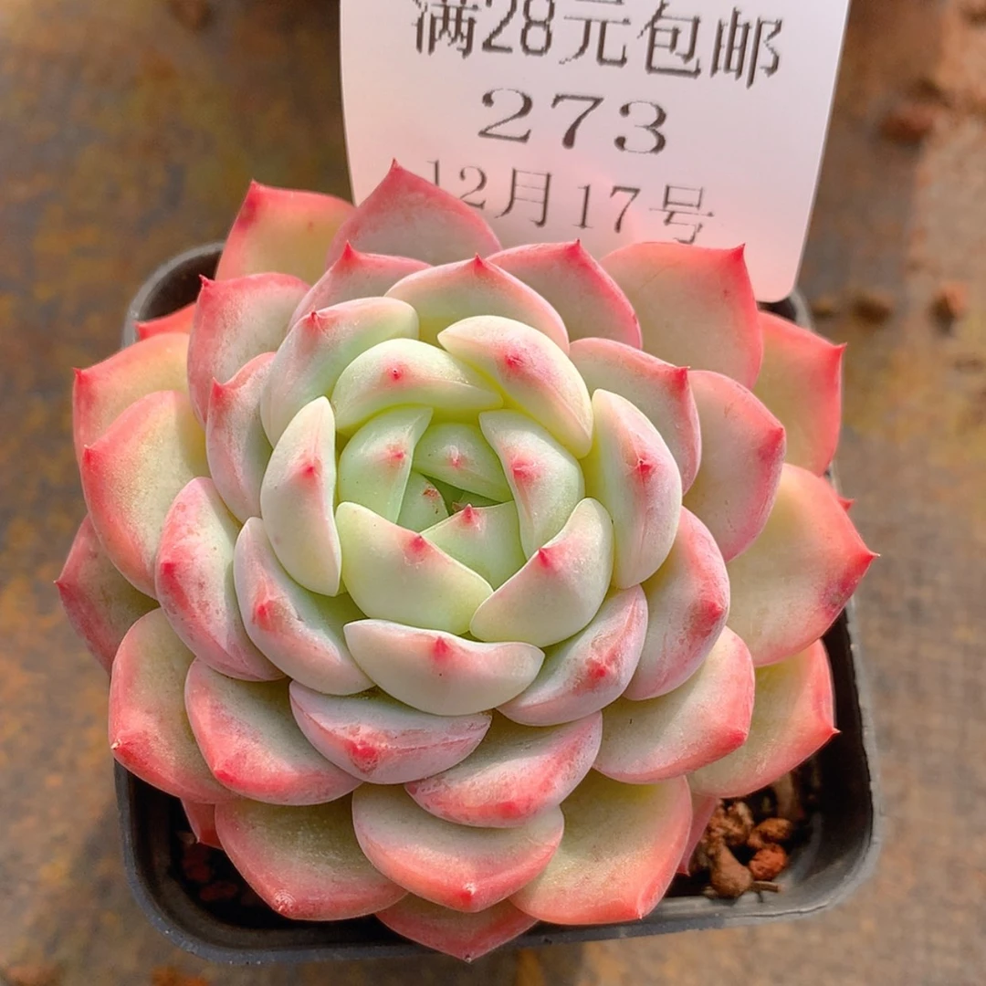 【闪购商品】云273号