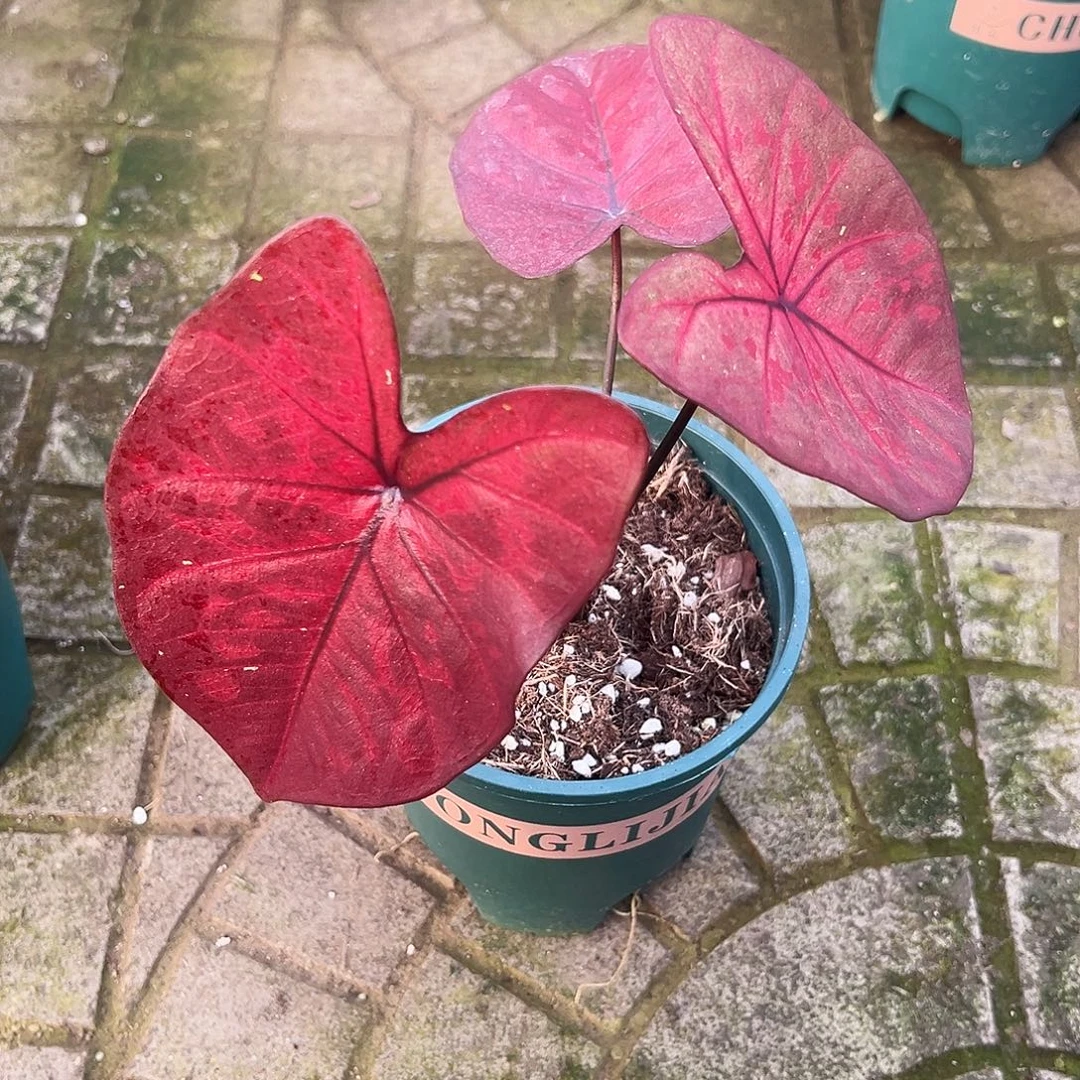 炒***貝完全开放3587泰彩