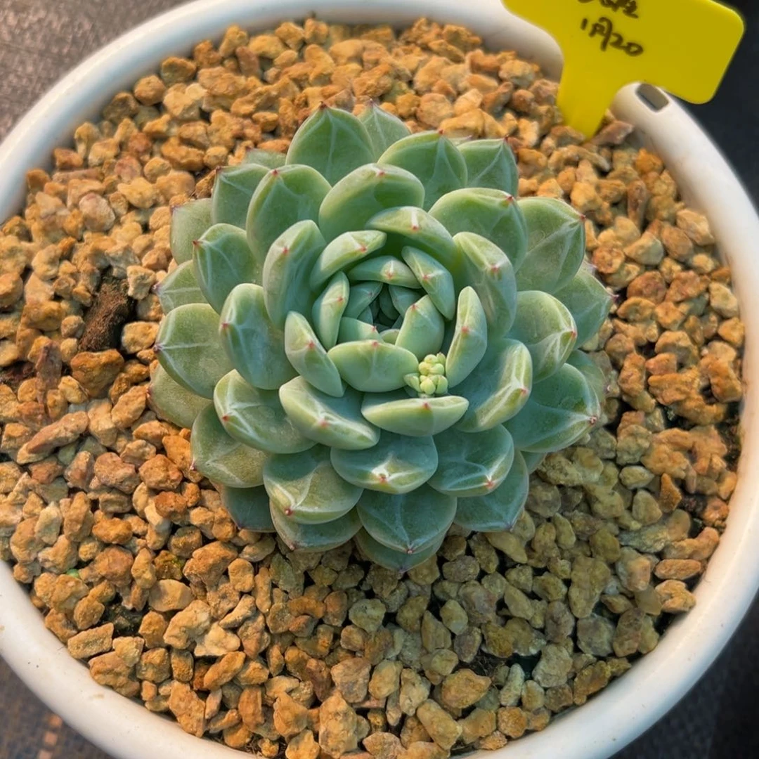 一物一拍链接，梦醒寄养