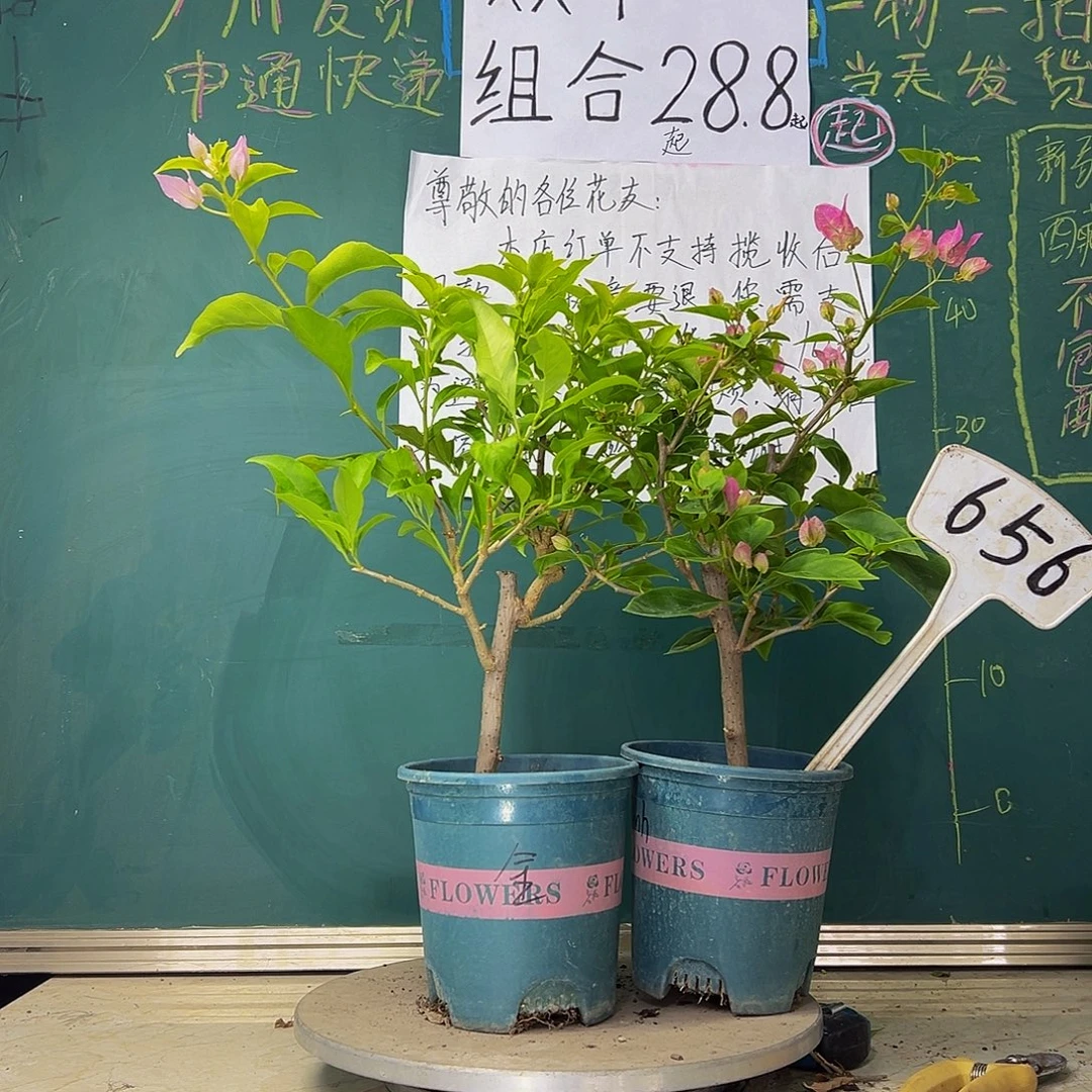 当前无花栽培后可以开花  金夫人 魅惑  656