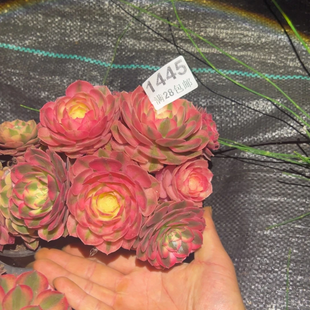 绅***人多肉植物1445多肉植物