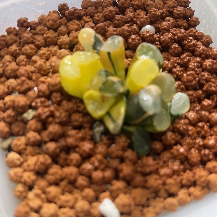 十二卷多肉植物万象锦