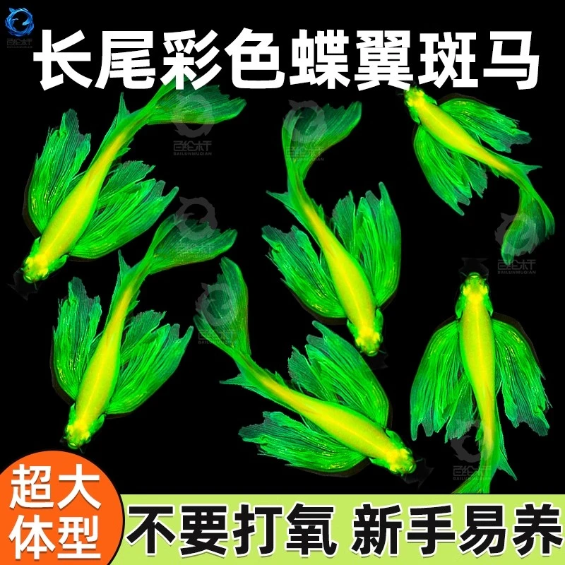 龙凤蝶翼斑马鱼多种颜色观赏鱼适合新手养