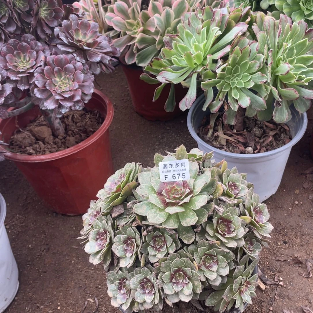 675半夏多肉法师断枝不包