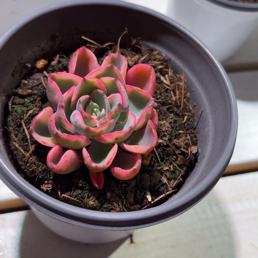 雨滴泪无痕多肉植物
