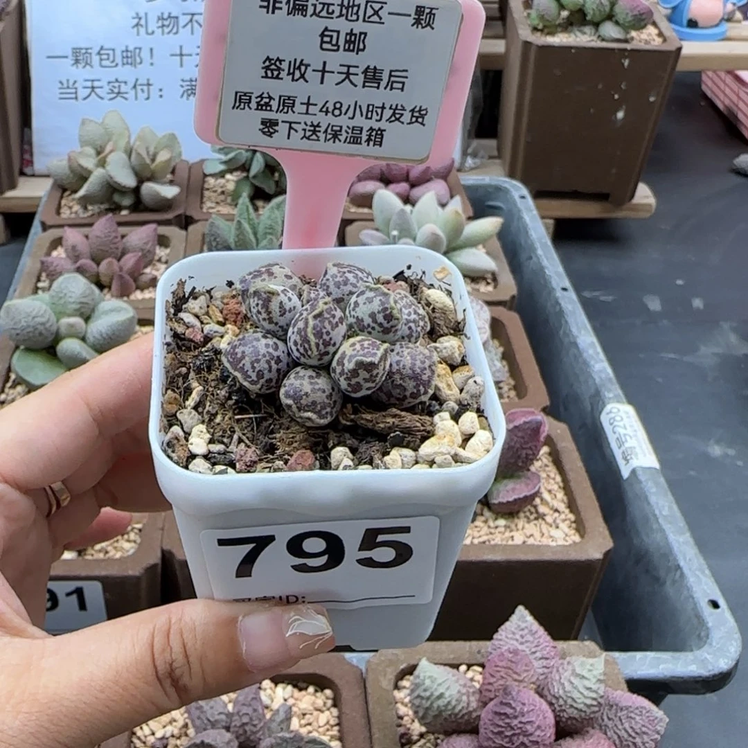 795达摩海报多肉植物