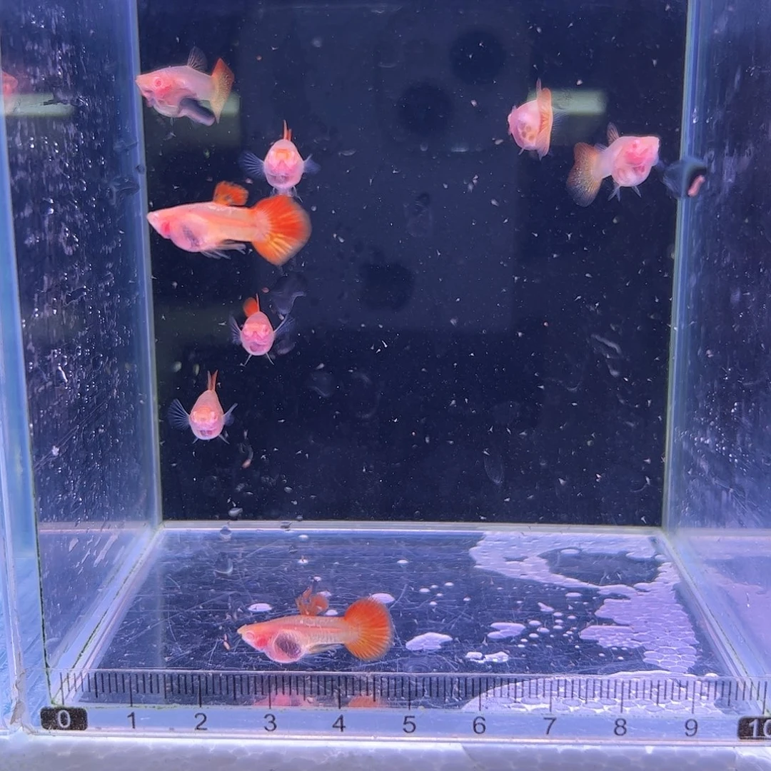 孔雀鱼红龙白子鱼龄小4对