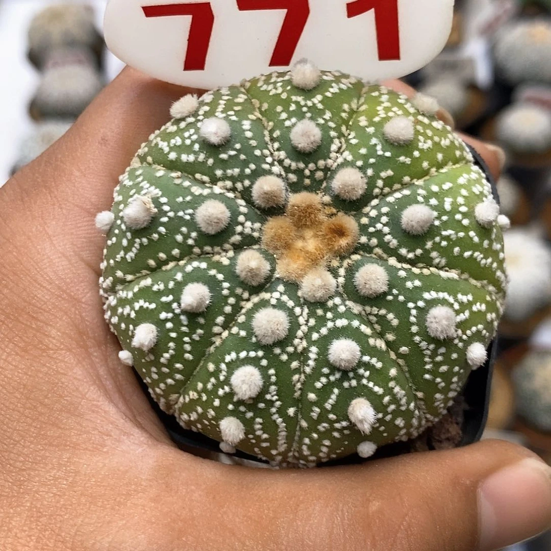 771岩田目玉特价9愣