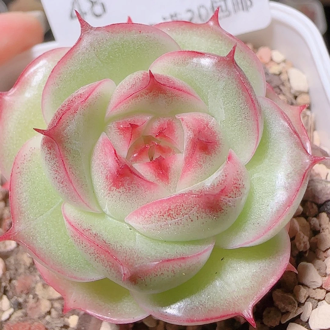 花语逸镜1124-48包子