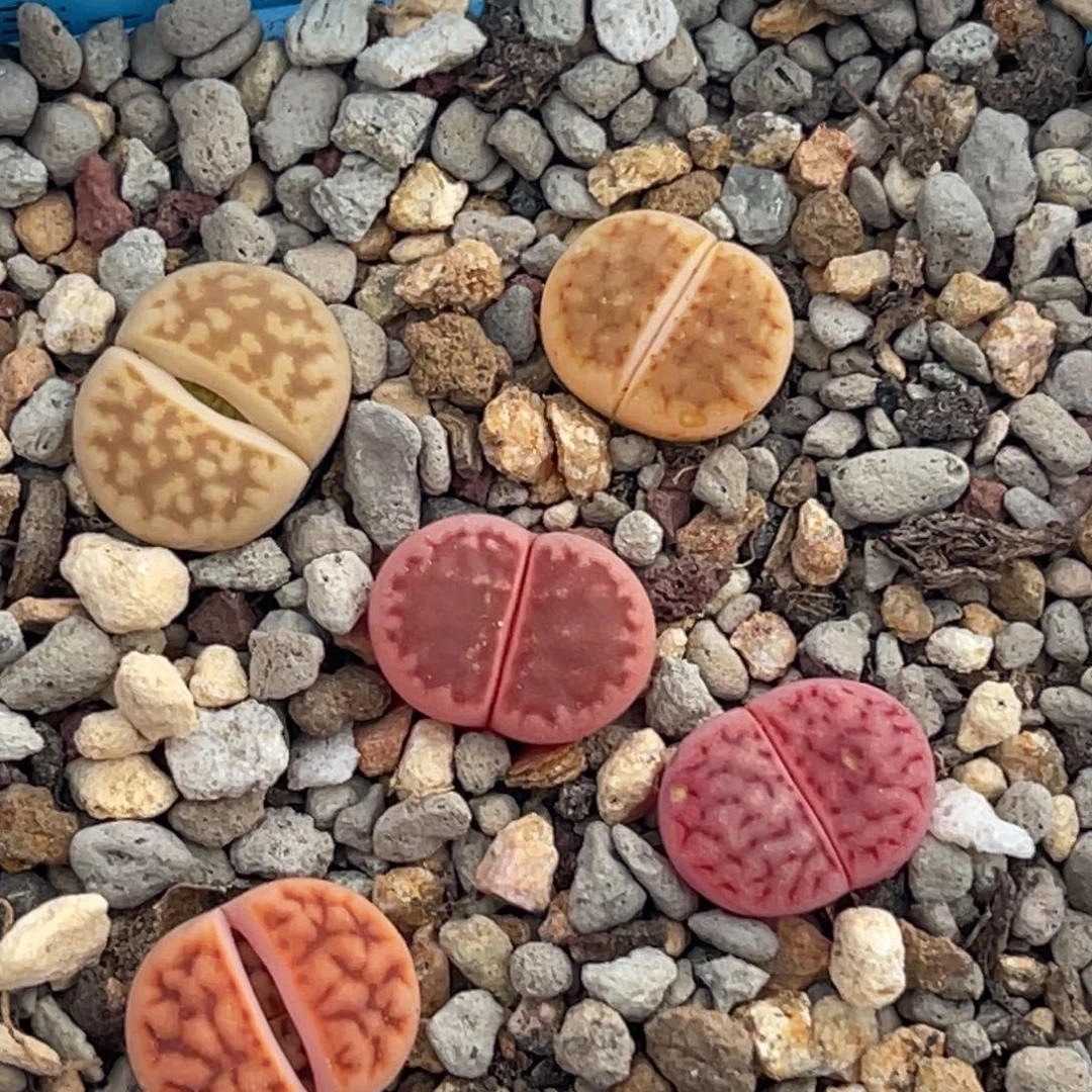 8943花纹锦五颗。