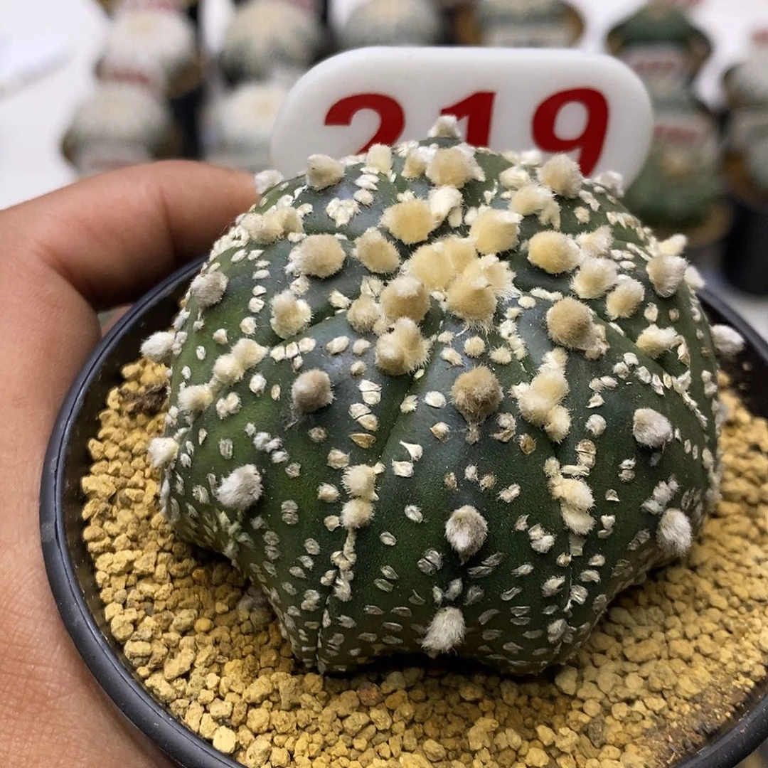 219福利特价咯福利特价