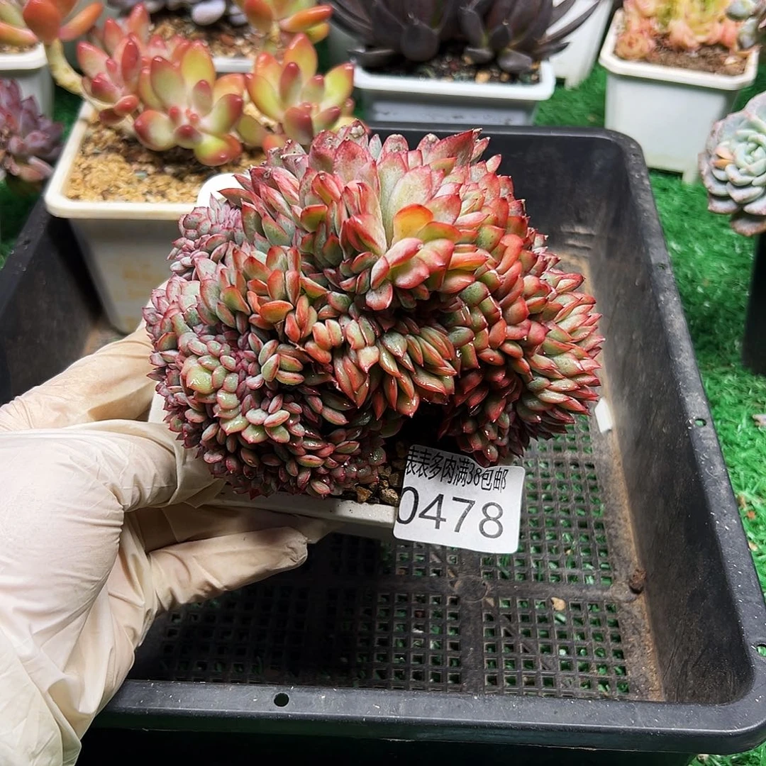 无花朵多肉一物一拍植物0478