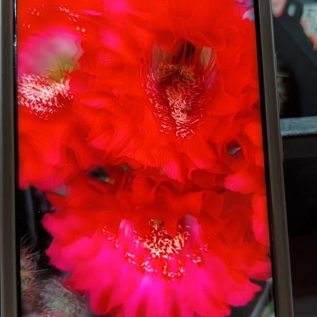 下28彩草新娘歪侧芽4公分左右20包邮