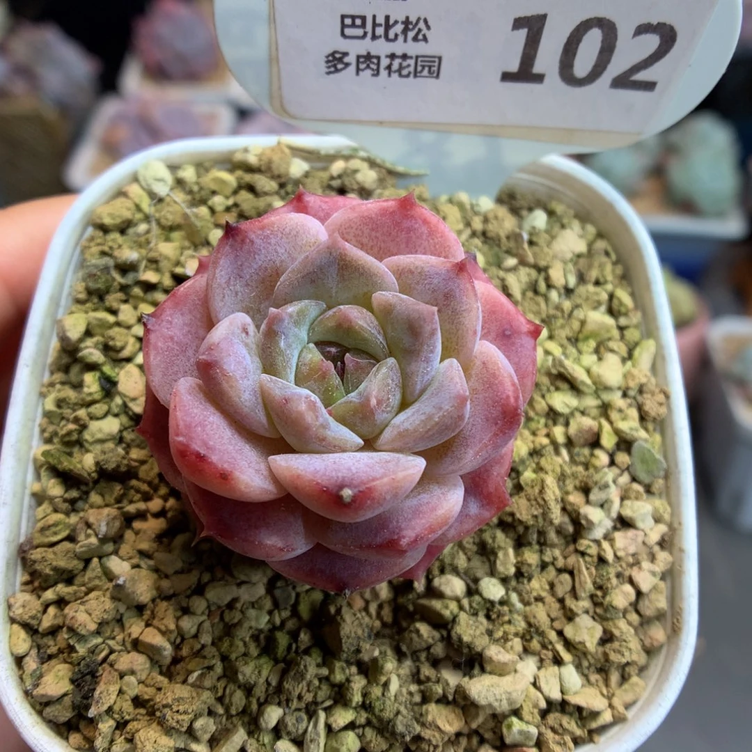 102糖心多肉植物一物一拍