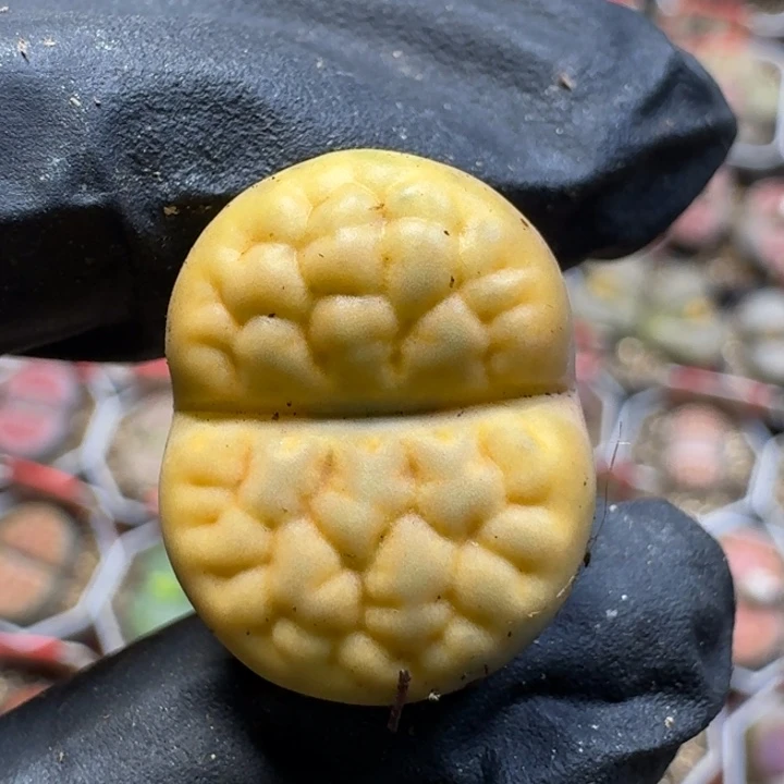 生石花1111112。  127