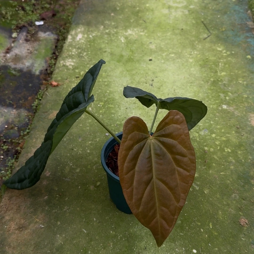 无花朵黑水晶杂黑奢华