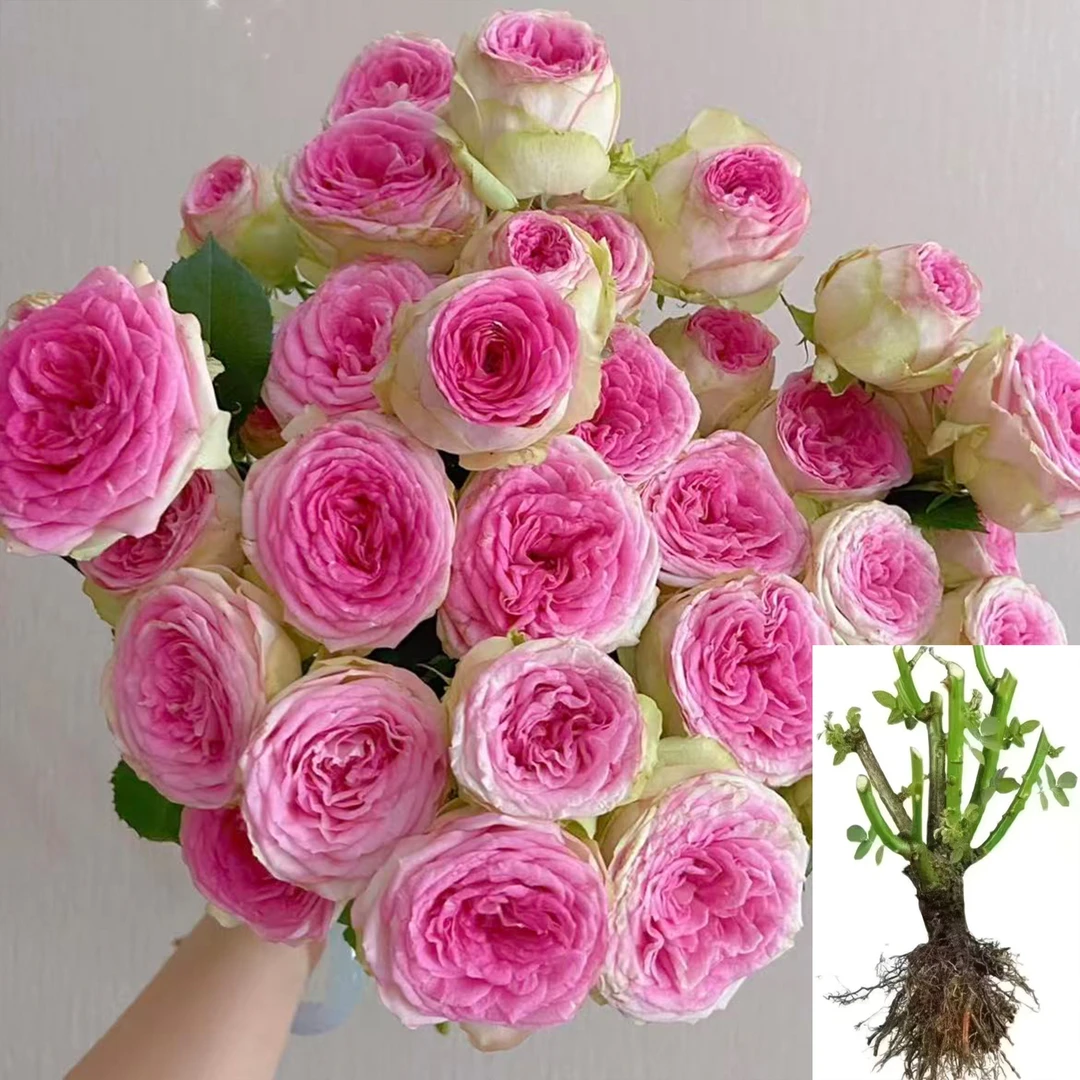 【冰淇淋】云南玫瑰花苗基地直发绿植花卉大花浓香四季开花阳台好养