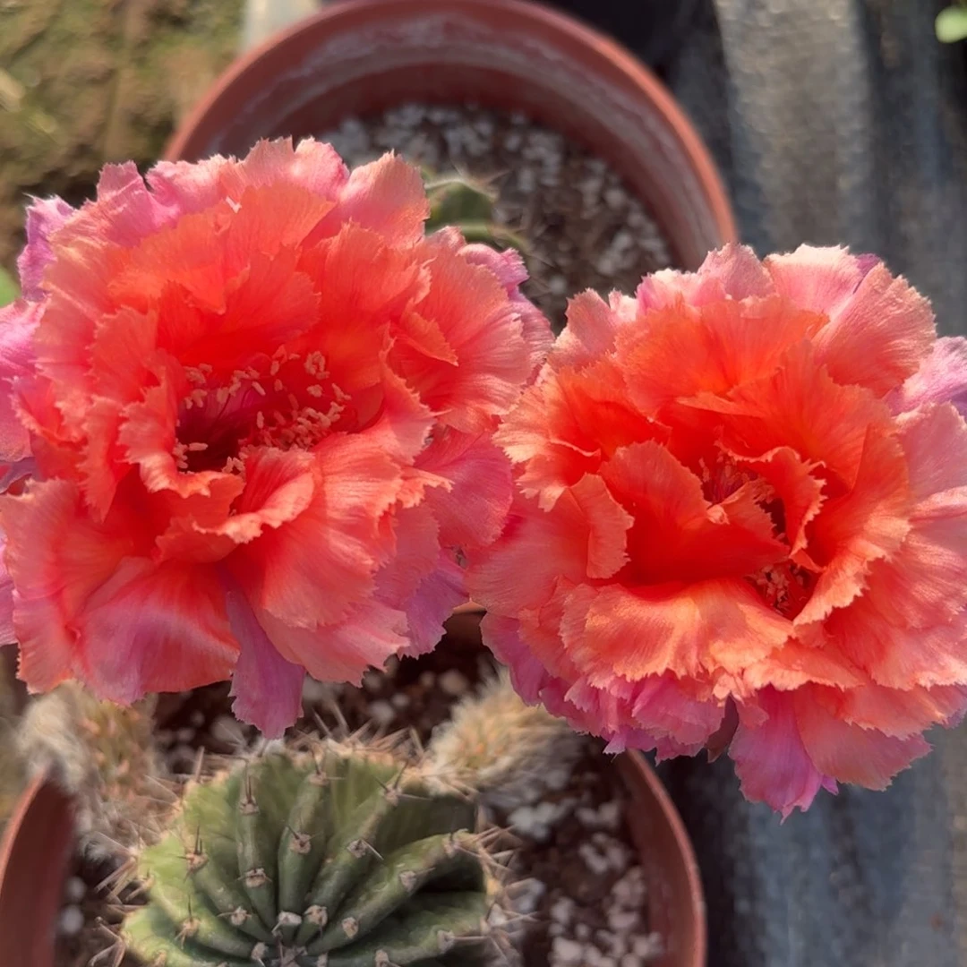 带根媚羽七带根仙人球瑕疵4/5公分