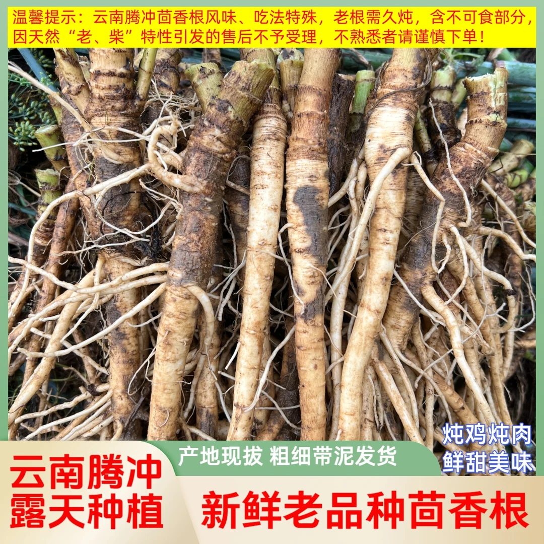 云南冬产茴香根新鲜蔬菜根腾冲老品种煲汤炖鸡排骨鲜甜香现拔带土