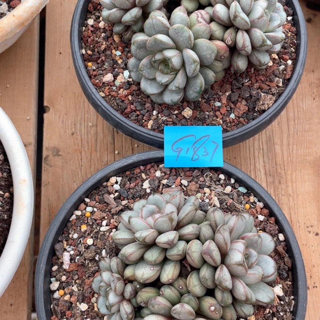 九***离多肉植物多肉植物1837