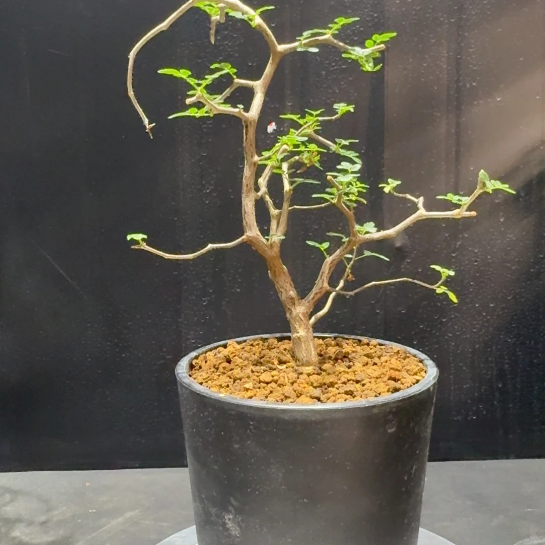 滔天橄榄实生带盆