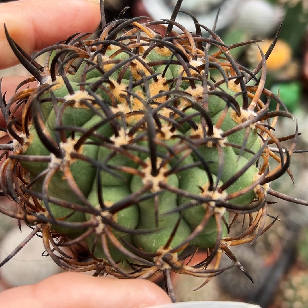 黑曜有根仙人球6666666