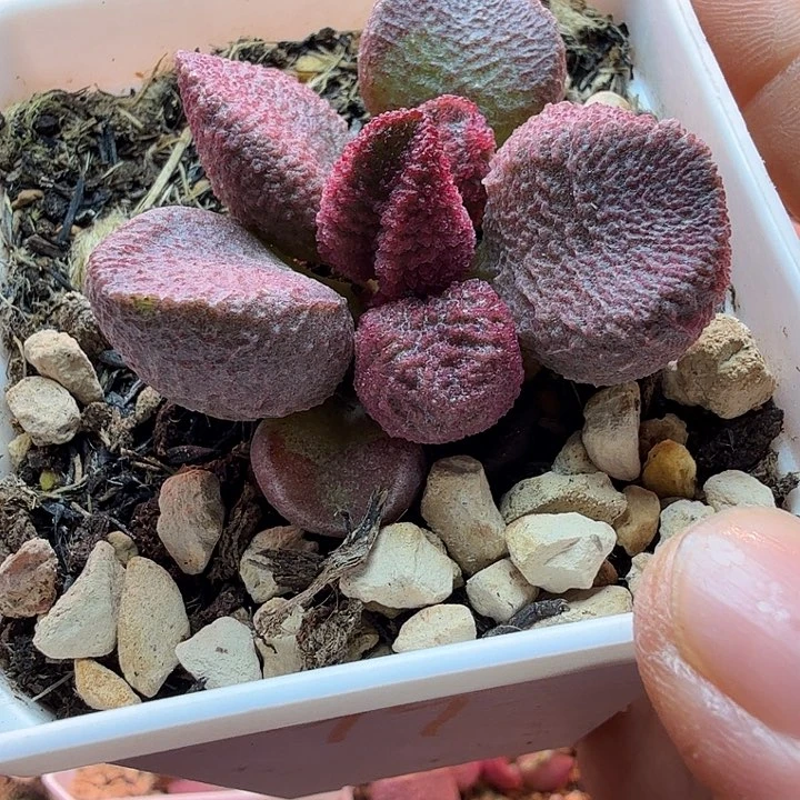 望**人水蜜桃和草莓都很好吃啊