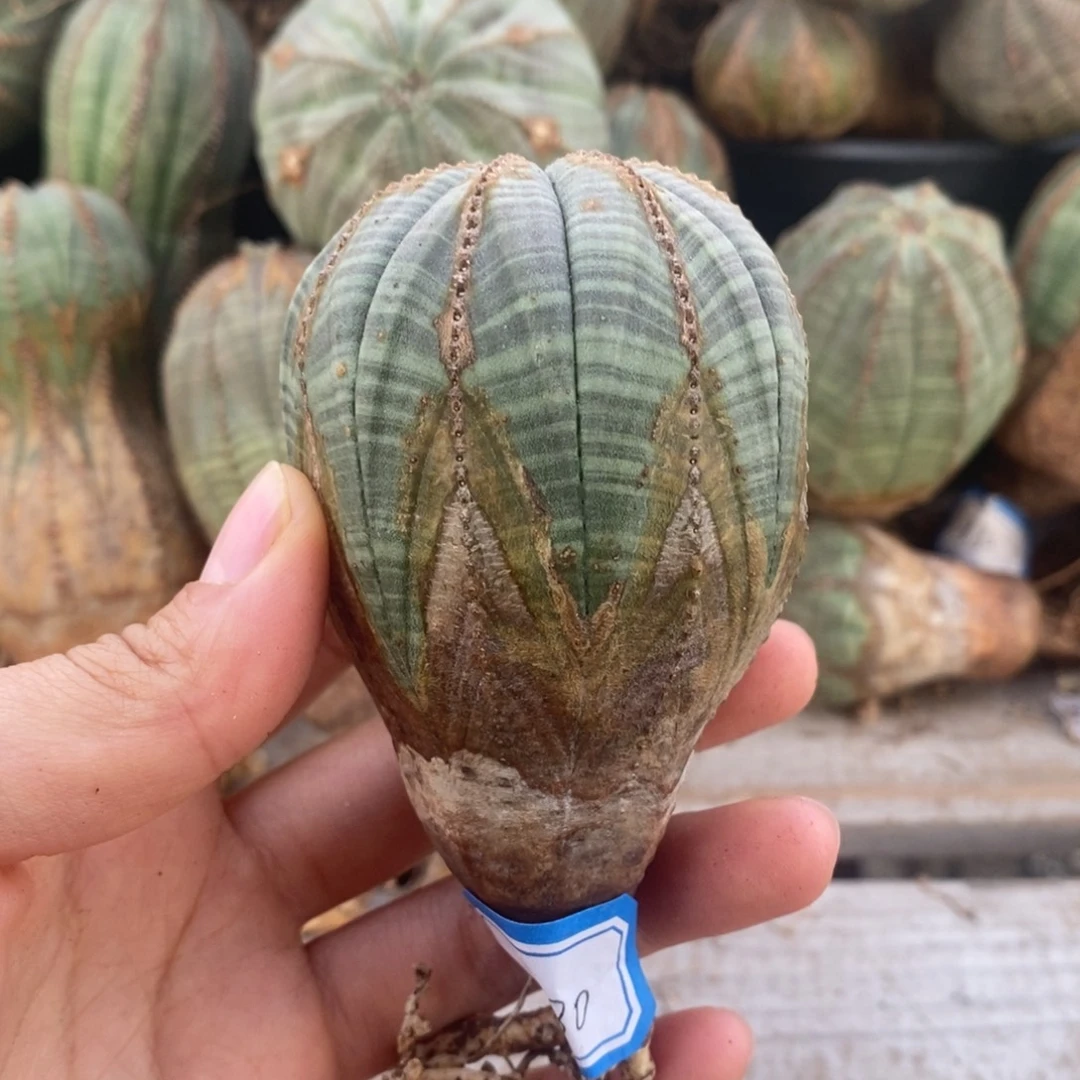 欧系实生布纹球一物一拍