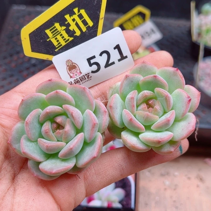 多肉植物多肉植物