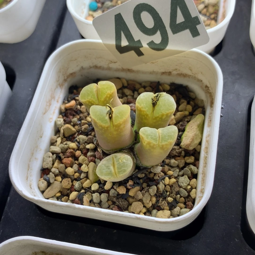 494静香风铃母本