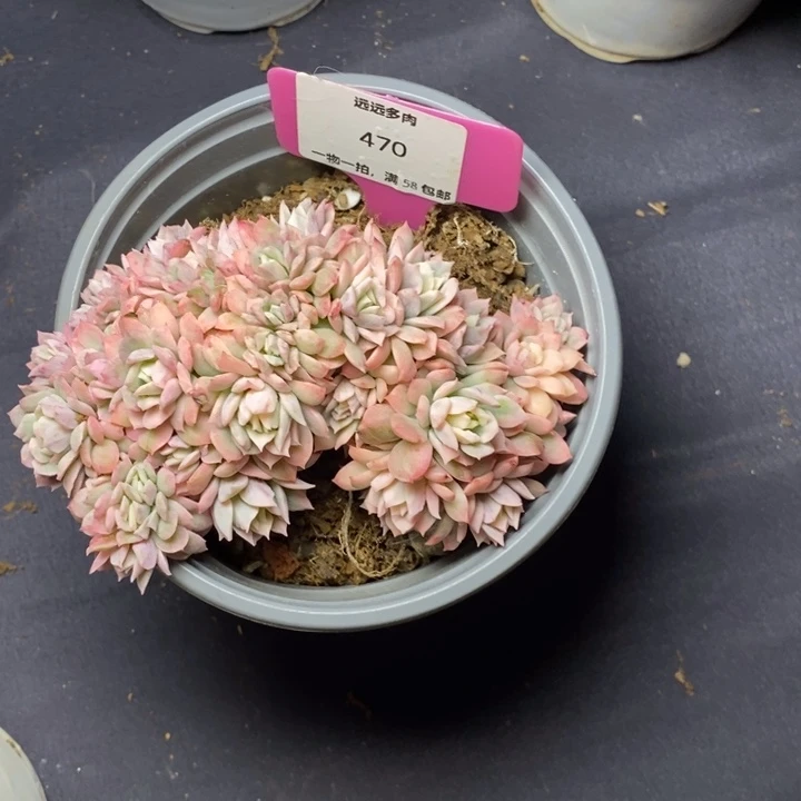 470火焰杯缀化肉肉肉肉