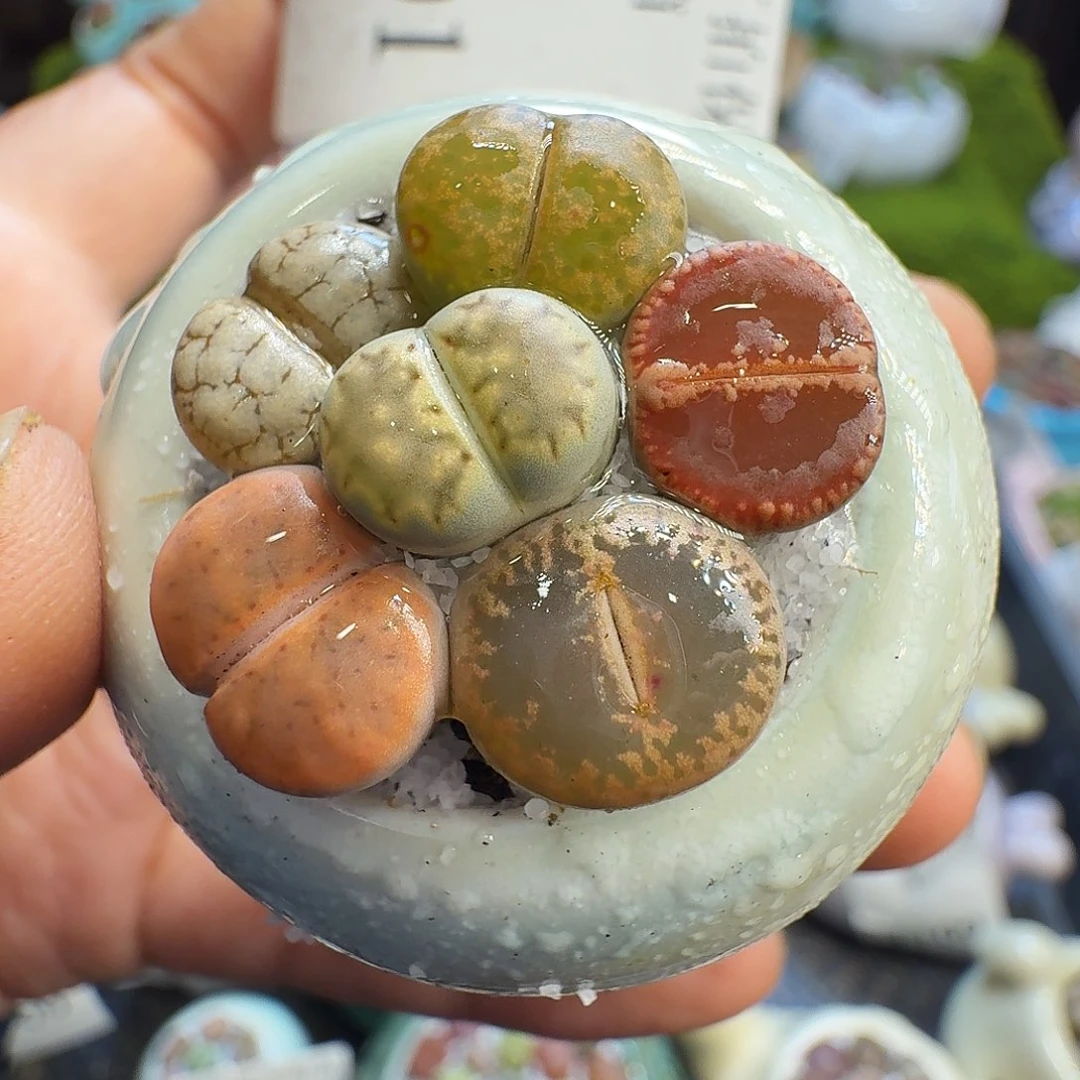 多肉植物福利冲1201