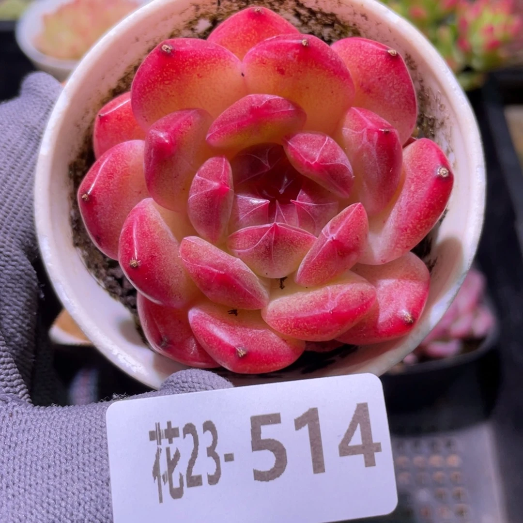 花利美23-514糖心新品