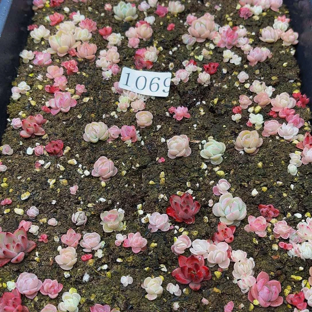 多肉植物多肉植物1069