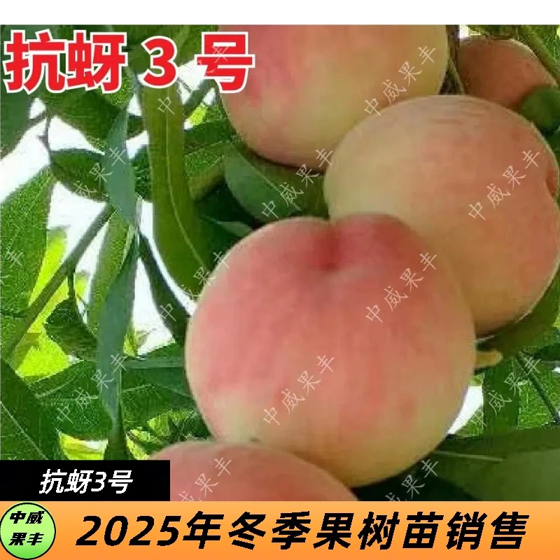 中桃抗蚜3号6月中旬成熟 早熟 抗蚜 SH肉质 不变软 桃树苗
