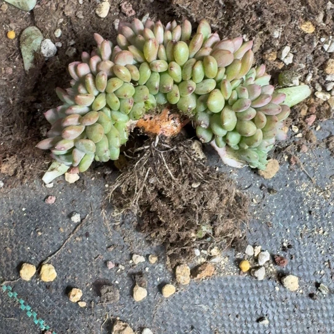 萍***聚凌雪缀化无砍多肉