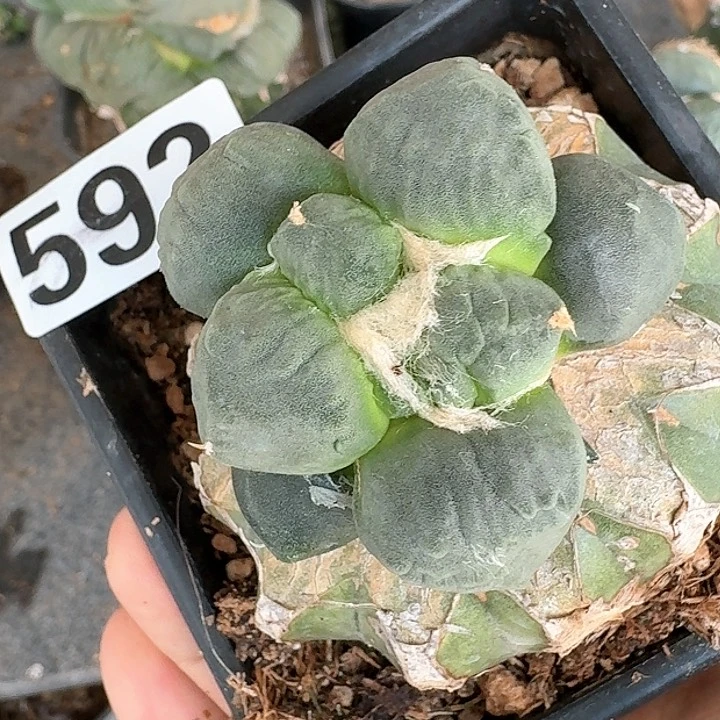 【闪购商品】无花朵I****e达摩蛋怒592