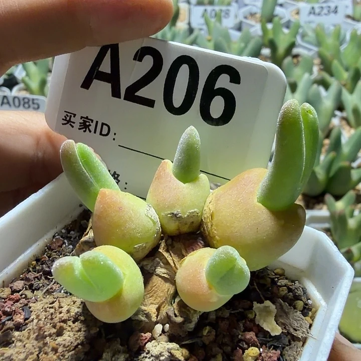 206。满28包邮肉锥