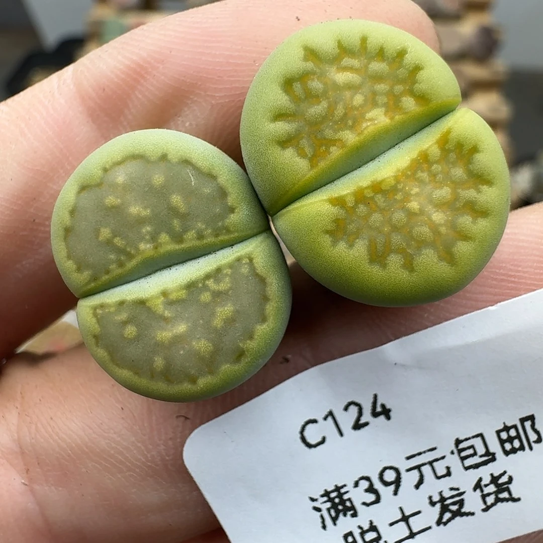 124多肉哈哈哈哈哈哈哈