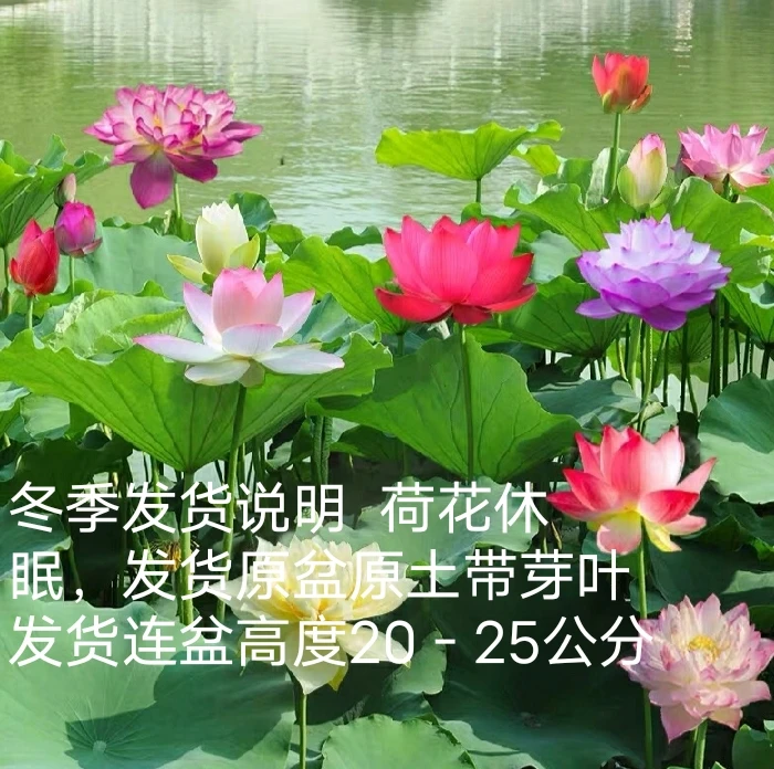 原盆原土大盆荷花盆栽带花苞发货水生植物睡莲阳台庭院池塘花卉