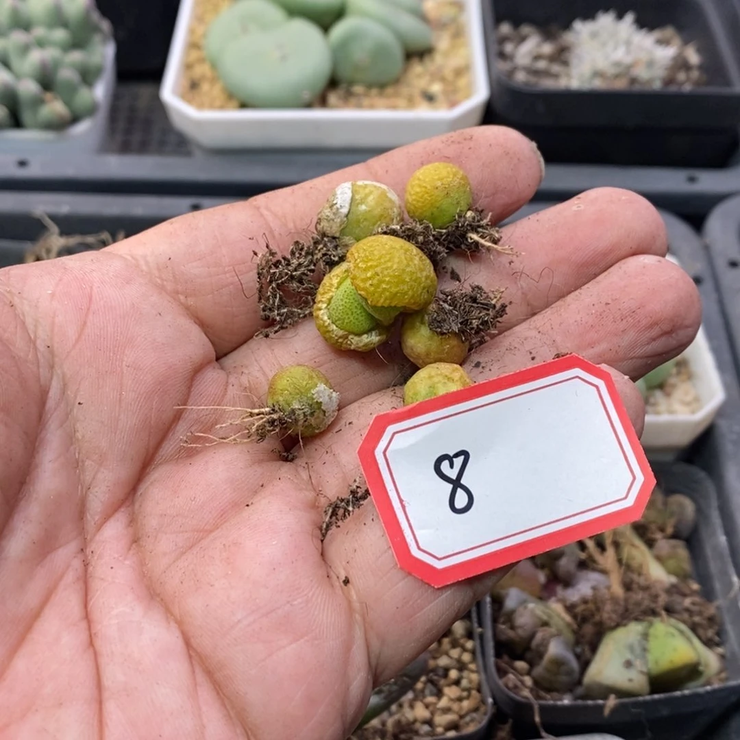 青*566666666668666668698