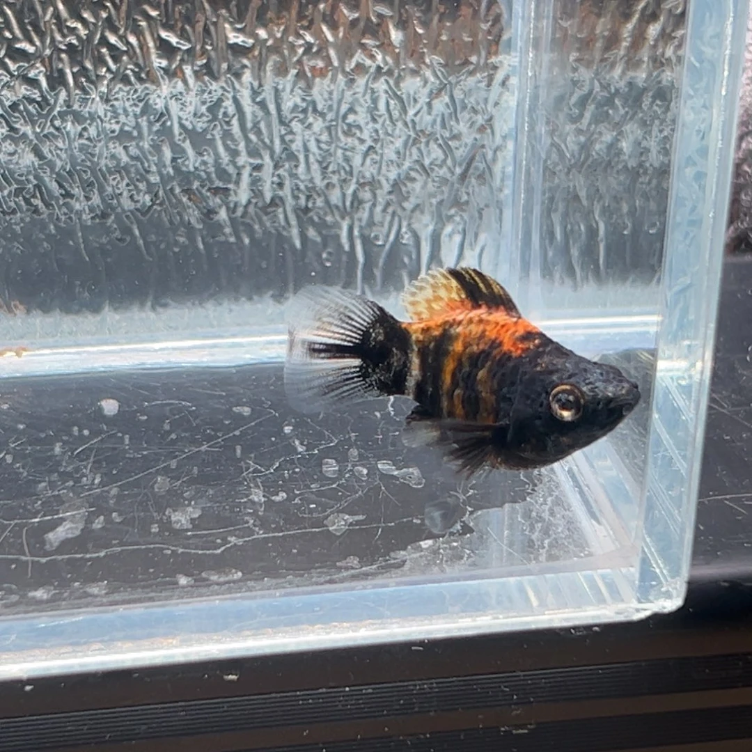 孔雀鱼玛丽鱼一条油画虎皮一条母