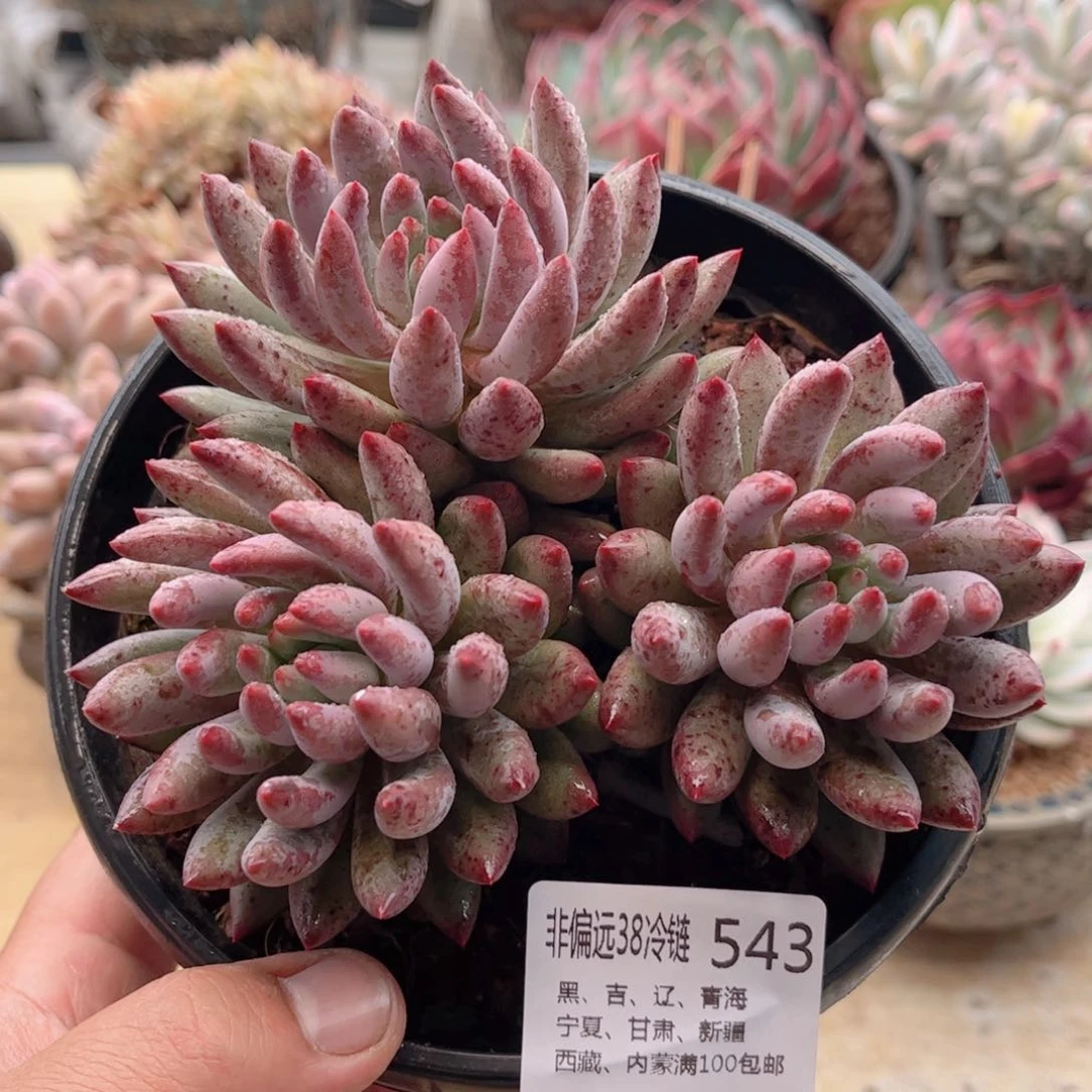 543鱼籽酱德华多肉